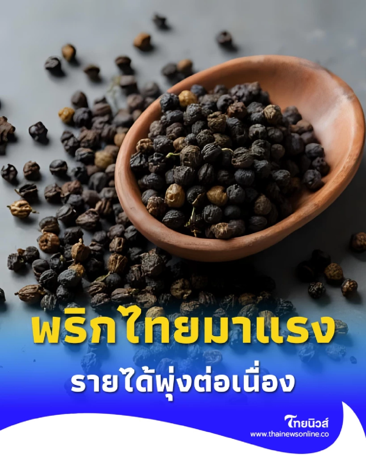 ปลูก พริกไทย รายได้มาแรง ราคาต่อกิโลกรัมพุ่งต่อเนื่อง