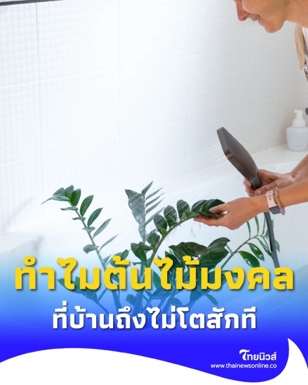 ทำไมต้นไม้มงคลที่บ้านถึงไม่โต มี 3 เคล็ดลับวิธีดูแลที่ถูกต้อง