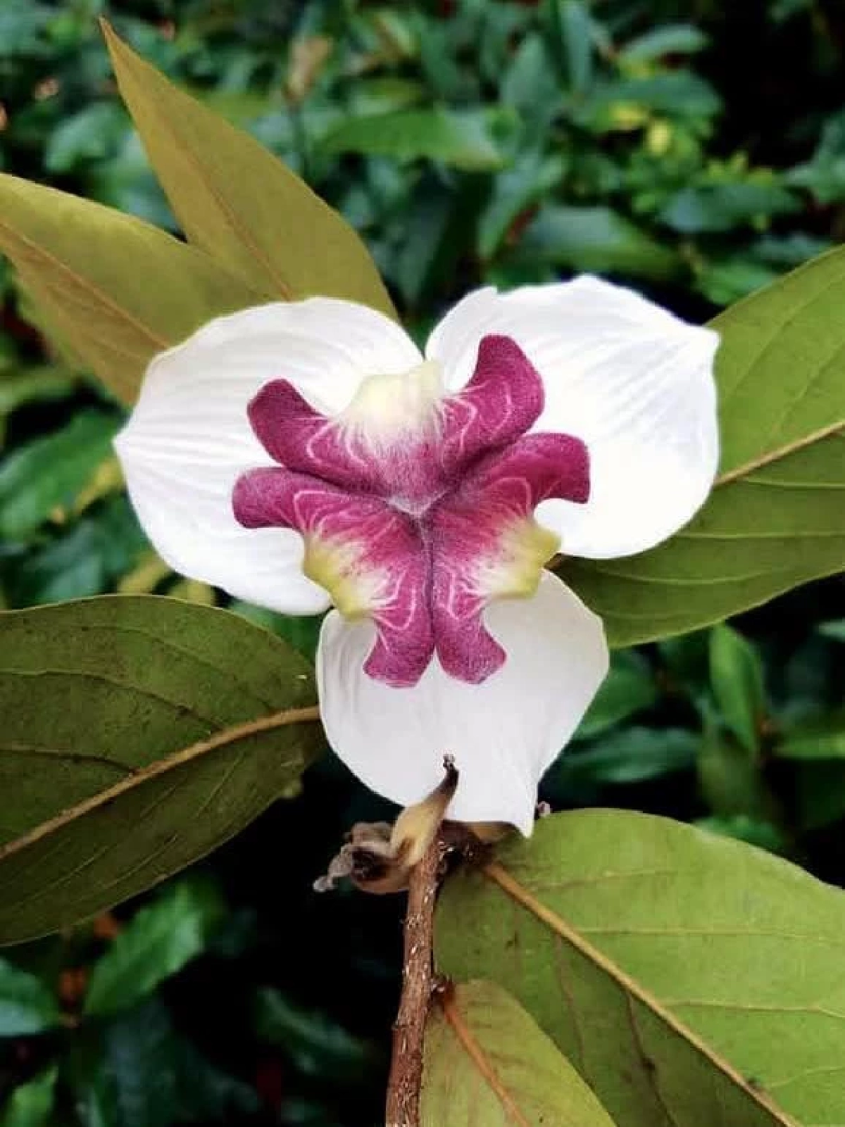 มหาพรหมราชินี / ขอบคุณภาพ @สวนพฤกษศาสตร์สมเด็จพระนางเจ้าสิริกิติ์