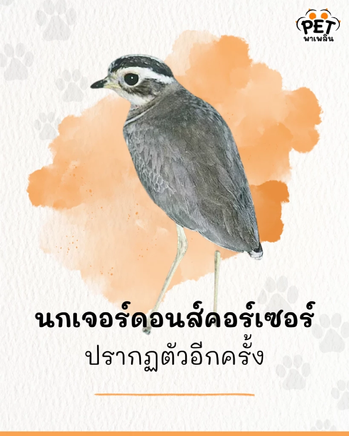 ปรากฏตัวอีกครั้ง ‘นกเจอร์ดอนส์คอร์เซอร์’ หลังเชื่อว่าสูญพันธุ์ไป 20 ปี
