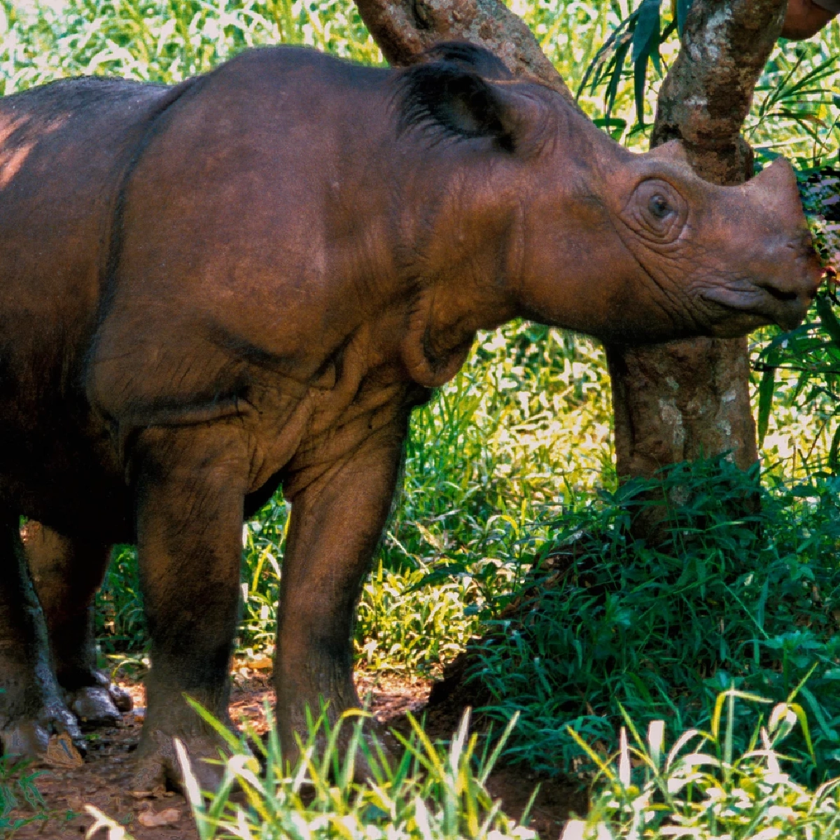 กระซู่ (Sumatran Rhinoceros)