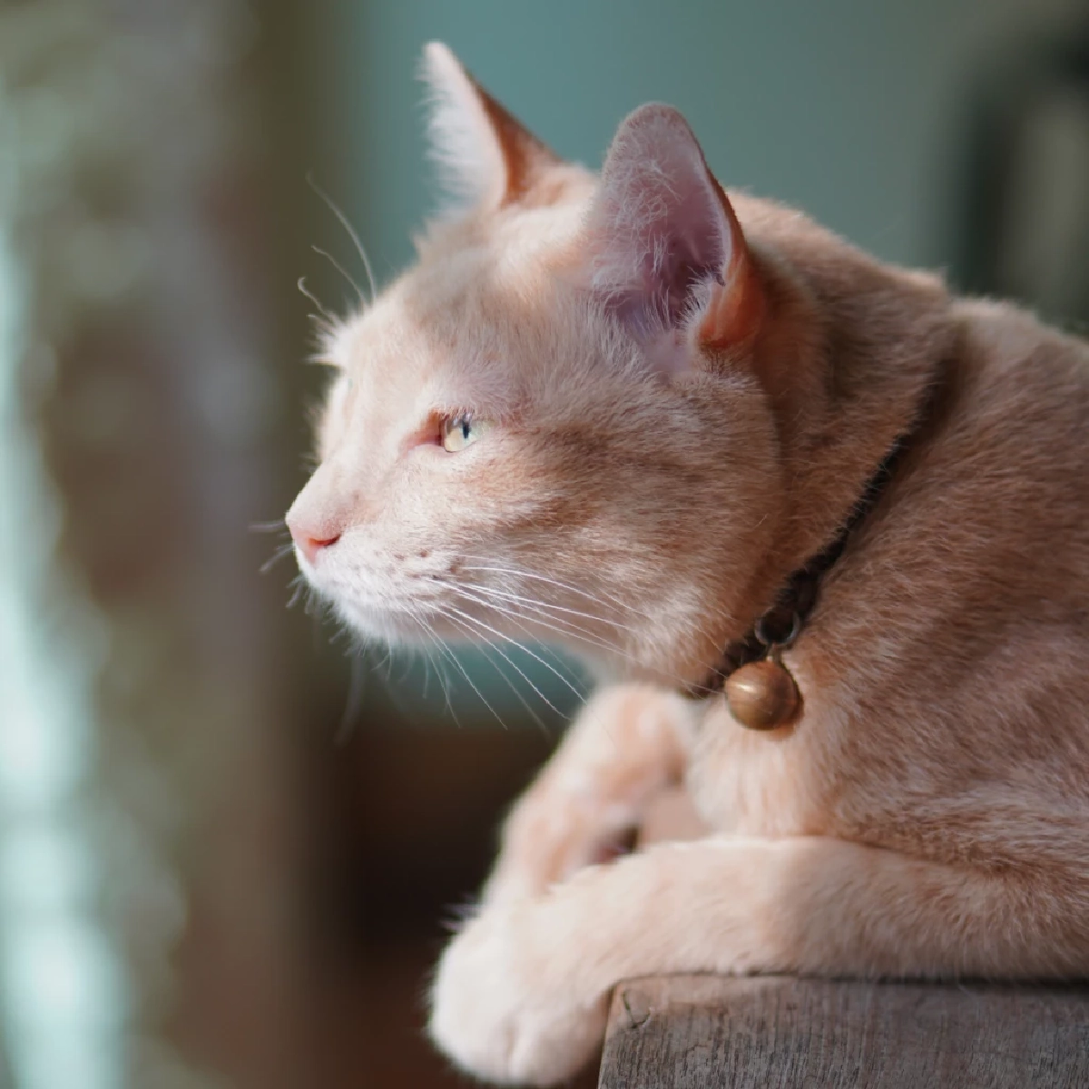 แมวอยู่ลำพังได้กี่ชั่วโมง? รู้ไว้ก่อนปล่อยแมวเหงา