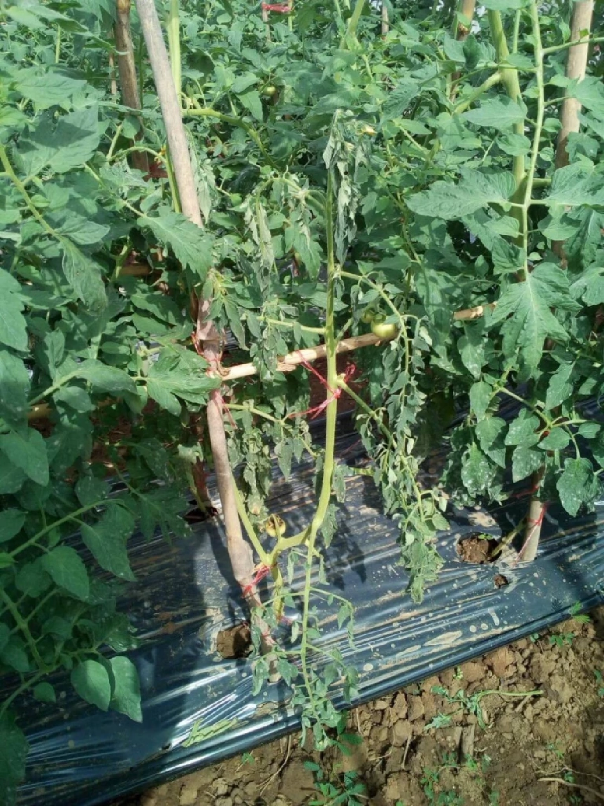 ระวังหนอนแมลงวันชอนใบ และโรคเหี่ยว ทำลายสวนมะเขือเทศ