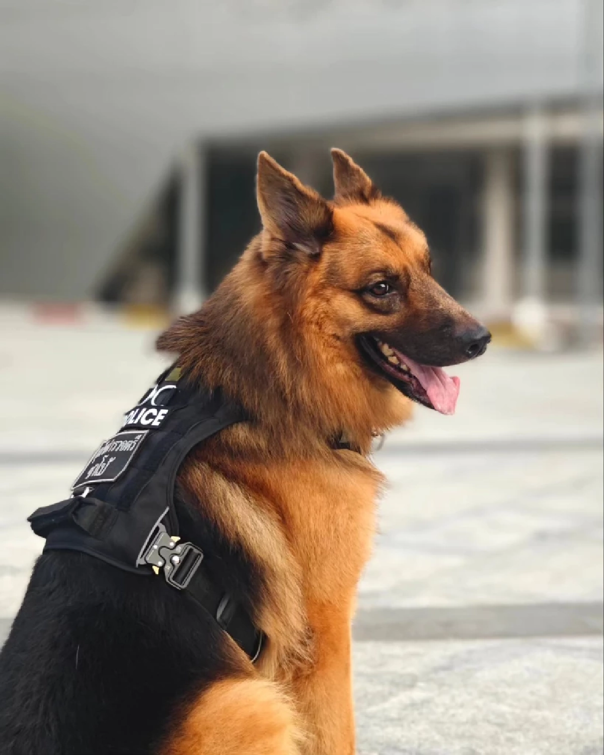 สุดเศร้า! “ซาโบ้” สุนัขตำรวจ K9 จากช่อง “โบกะโบ้” จากไปอย่างสงบ