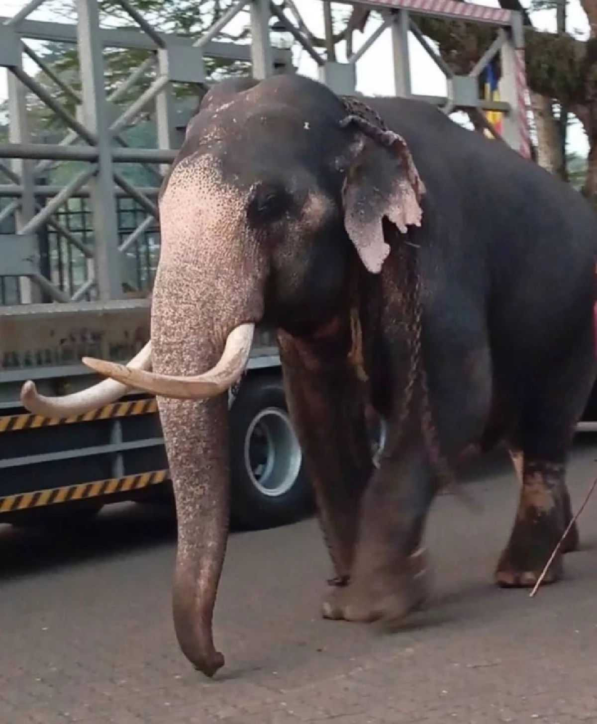 "รองนายกฯ สุชาติหารืออดีตทูตไทย วางแผนเจรจาช้างทูตศรีลังกา"