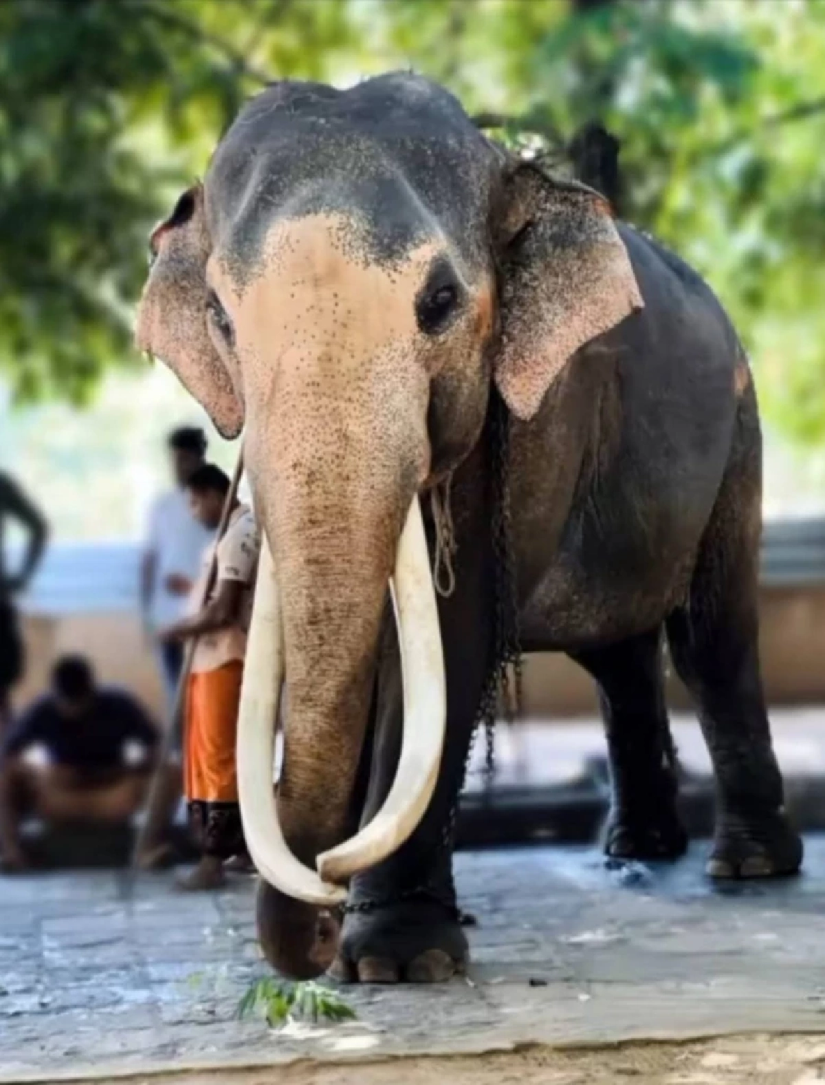 "รองนายกฯ สุชาติหารืออดีตทูตไทย วางแผนเจรจาช้างทูตศรีลังกา"