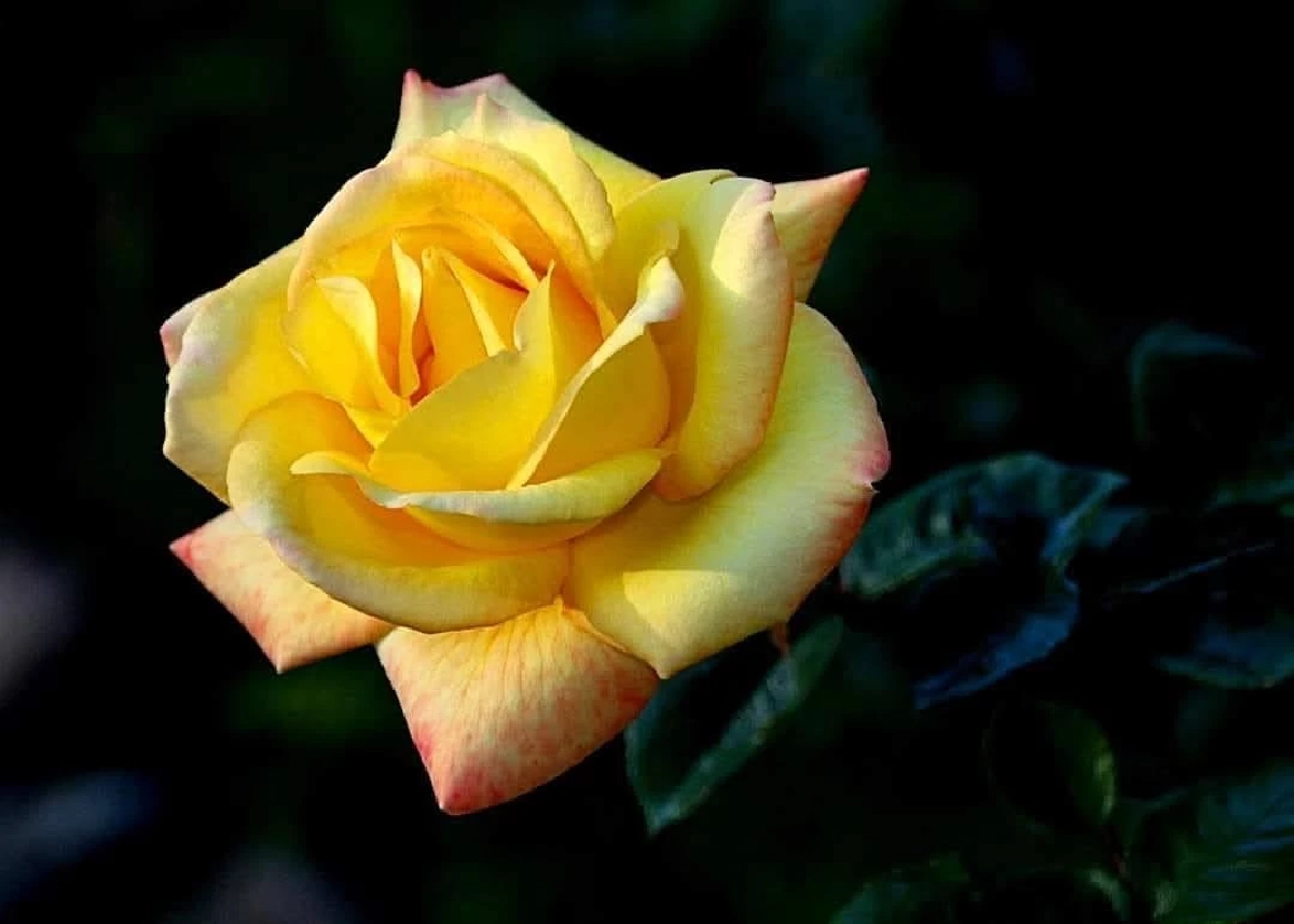 กุหลาบควีนสิริกิติ์ / ขอบคุณภาพ @สวนพฤกษศาสตร์สมเด็จพระนางเจ้าสิริกิติ์