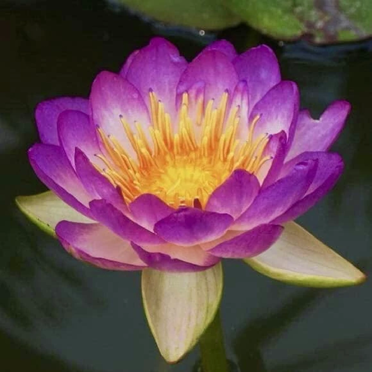 บัวควีนสิริกิติ์ / ขอบคุณภาพ @สวนพฤกษศาสตร์สมเด็จพระนางเจ้าสิริกิติ์