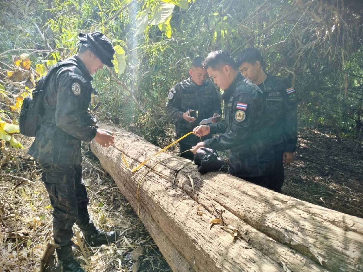 สายตรวจปราบปราม สบอ.11 สนธิกำลังยึดไม้สัก 7 ท่อนกลางป่าเขากระยาง