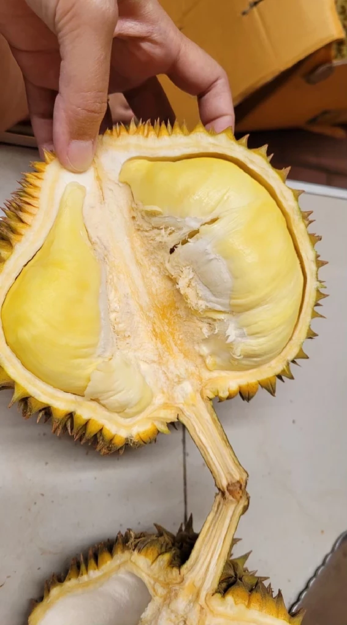 กรมทรัพย์สินทางปัญญา ดัน \"ทุเรียนชุมพร\" ขึ้นแท่น GI น้องใหม่