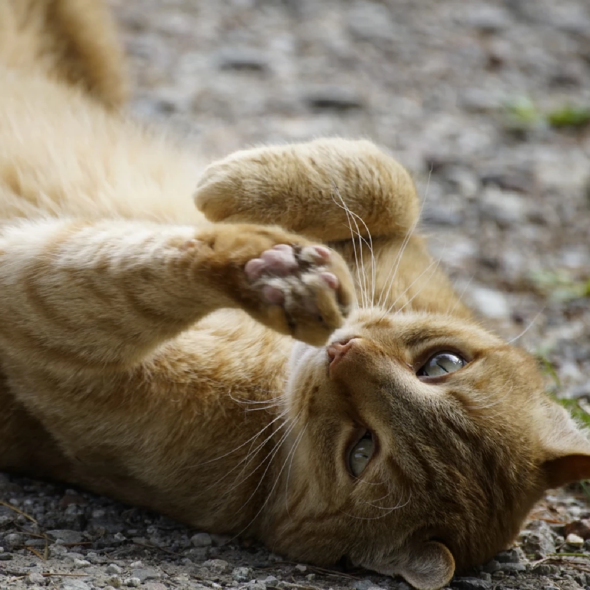 10 วิธีดับกลิ่นฉี่และอึแมวให้หมดจด ปลอดกลิ่นรบกวนในบ้าน