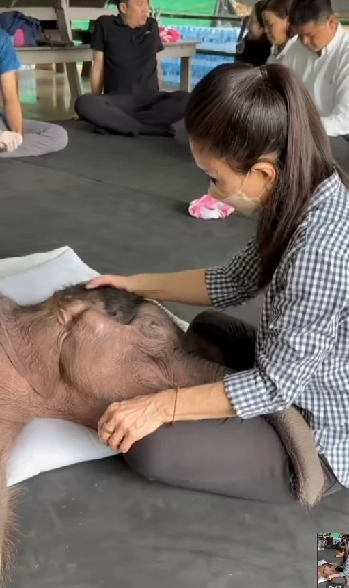 &quot;น้องข้าวต้ม&quot; ลูกช้างป่า สุขภาพดีขึ้น กินนมวันละ 4,000 ml.