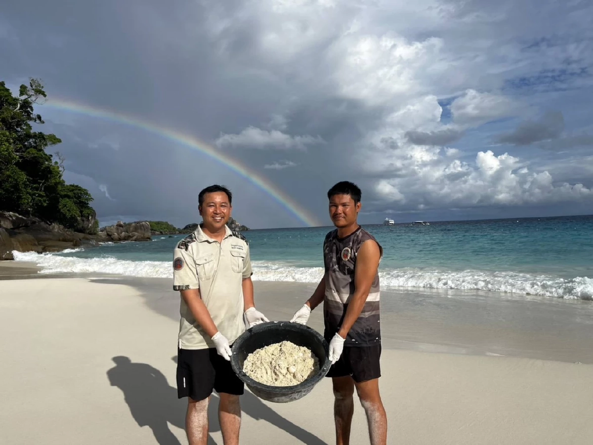“แม่สายรุ้ง” เต่าตนุขึ้นวางไข่รังที่ 2 หมู่เกาะสิมิลัน ปลุกทะเลไทยคืนชีพ