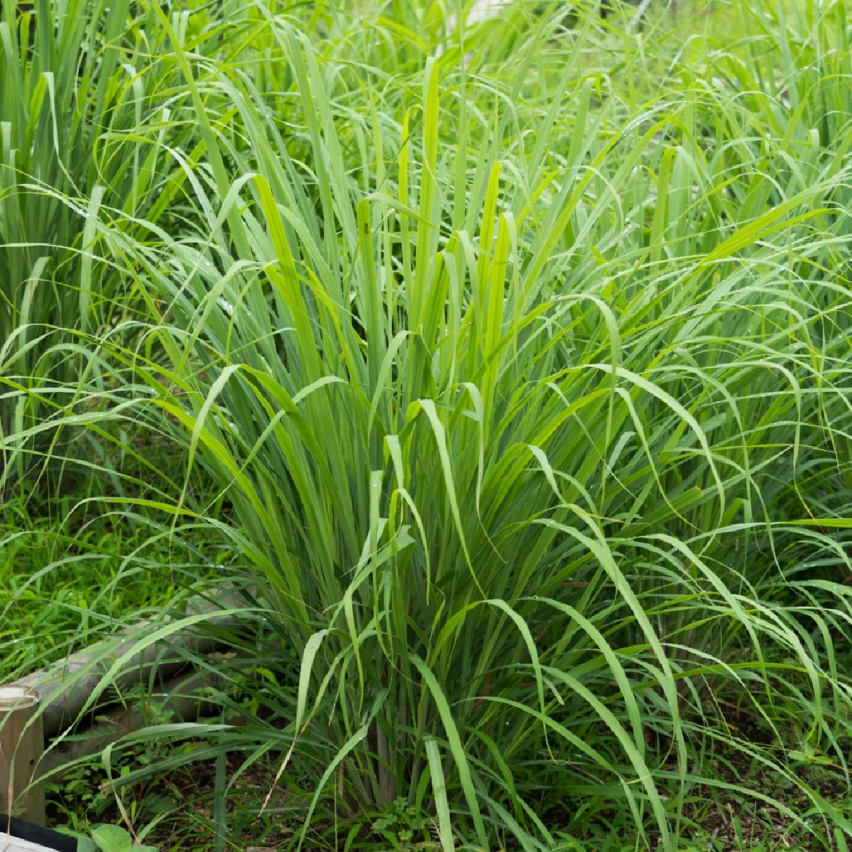 5 ต้นไม้ไล่จิ้งจกและตุ๊กแก วิธีธรรมชาติ ทำบ้านน่าอยู่ ไร้แขกกวนใจ