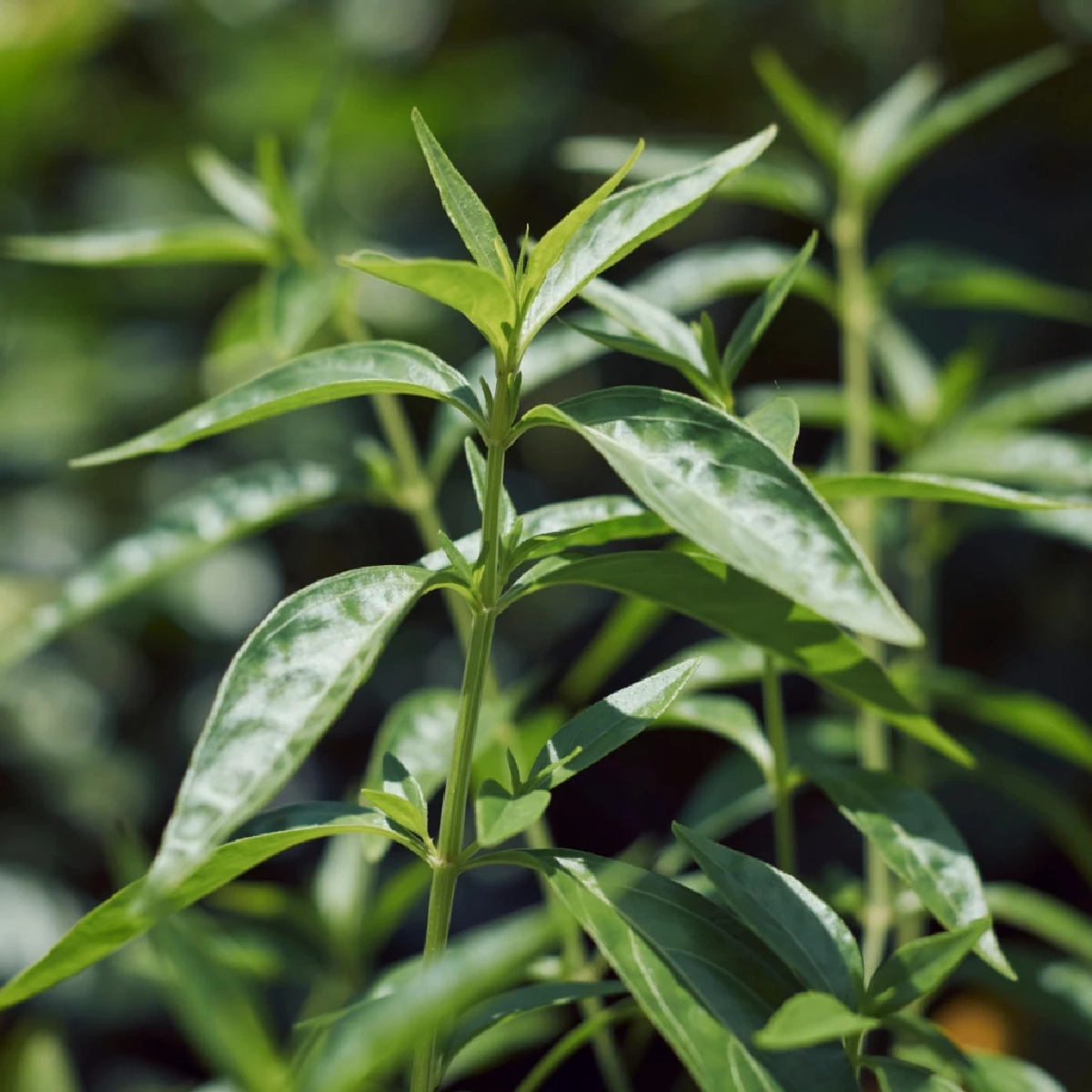 5 ต้นไม้ไล่จิ้งจกและตุ๊กแก วิธีธรรมชาติ ทำบ้านน่าอยู่ ไร้แขกกวนใจ