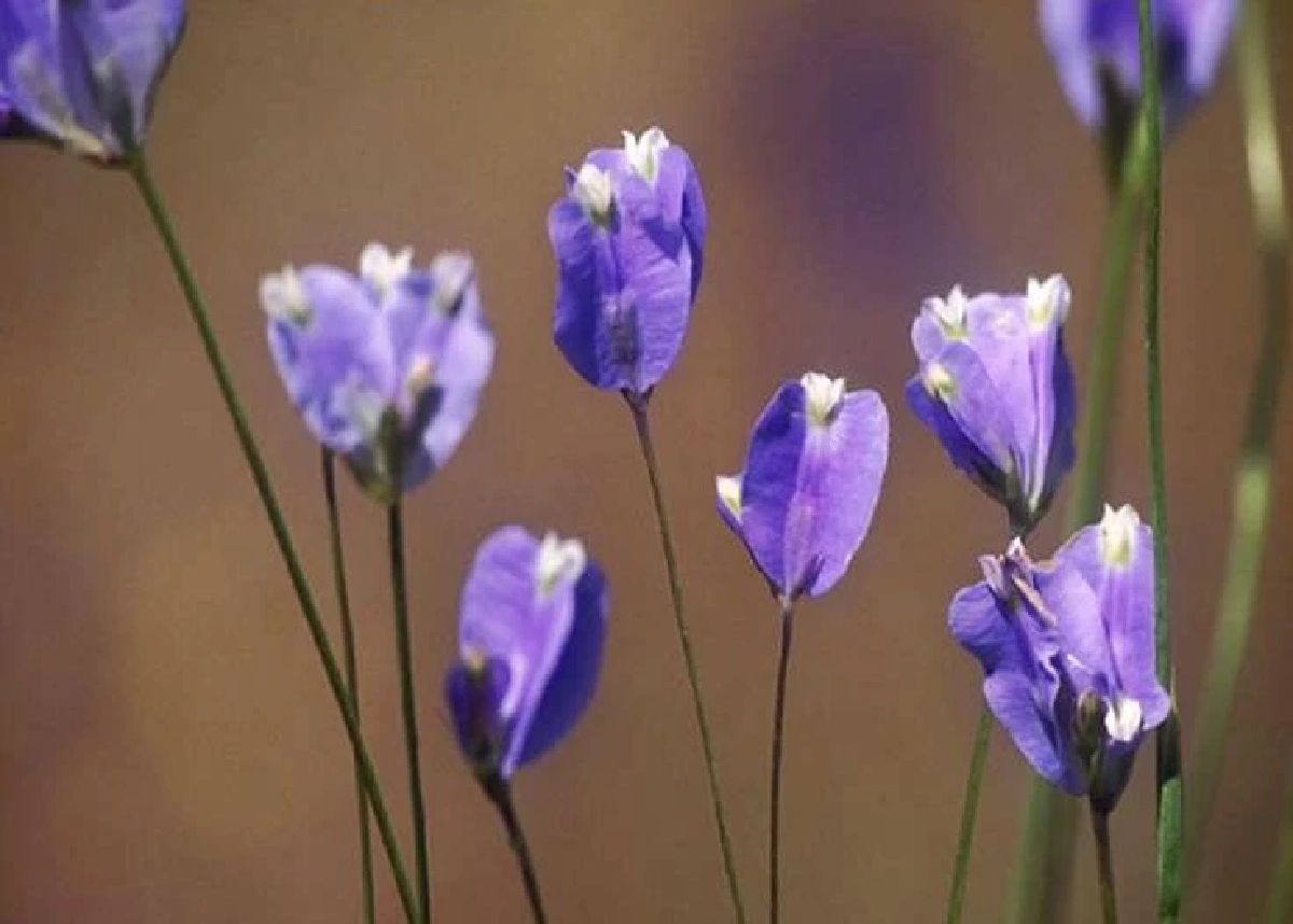 สรัสจันทร / ขอบคุณภาพ @สวนพฤกษศาสตร์สมเด็จพระนางเจ้าสิริกิติ์