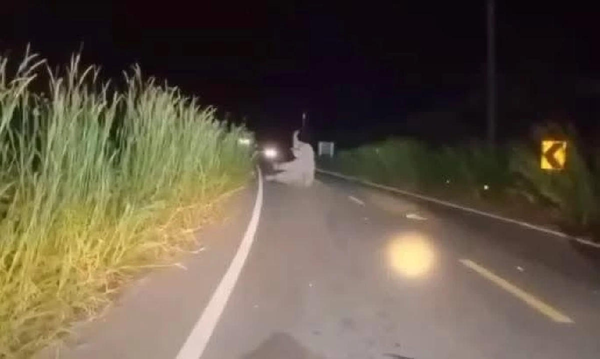 อุบัติเหตุรถตู้พยาบาลชนช้างป่ากลางดึก อาสากู้ภัยบาดเจ็บ 3 ราย