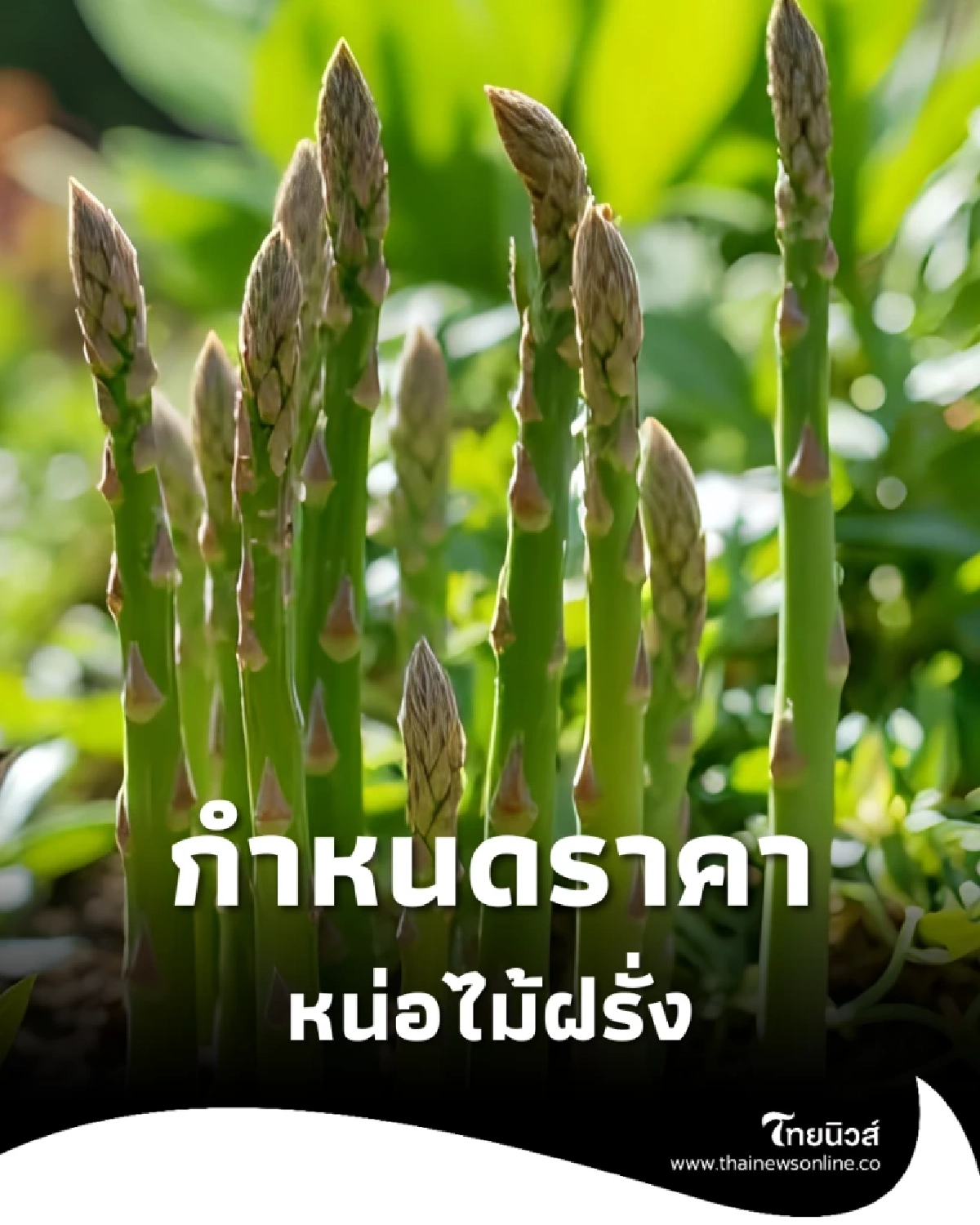 ประกาศกำหนดราคาใหม่ หน่อไม้ฝรั่ง บังคับใช้ภายใน 30 วันจากนี้