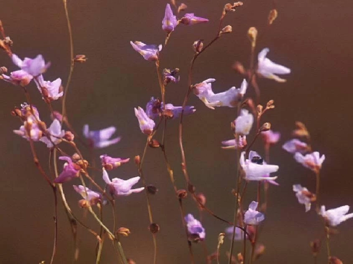 ทิพเกสร / ขอบคุณภาพ @สวนพฤกษศาสตร์สมเด็จพระนางเจ้าสิริกิติ์