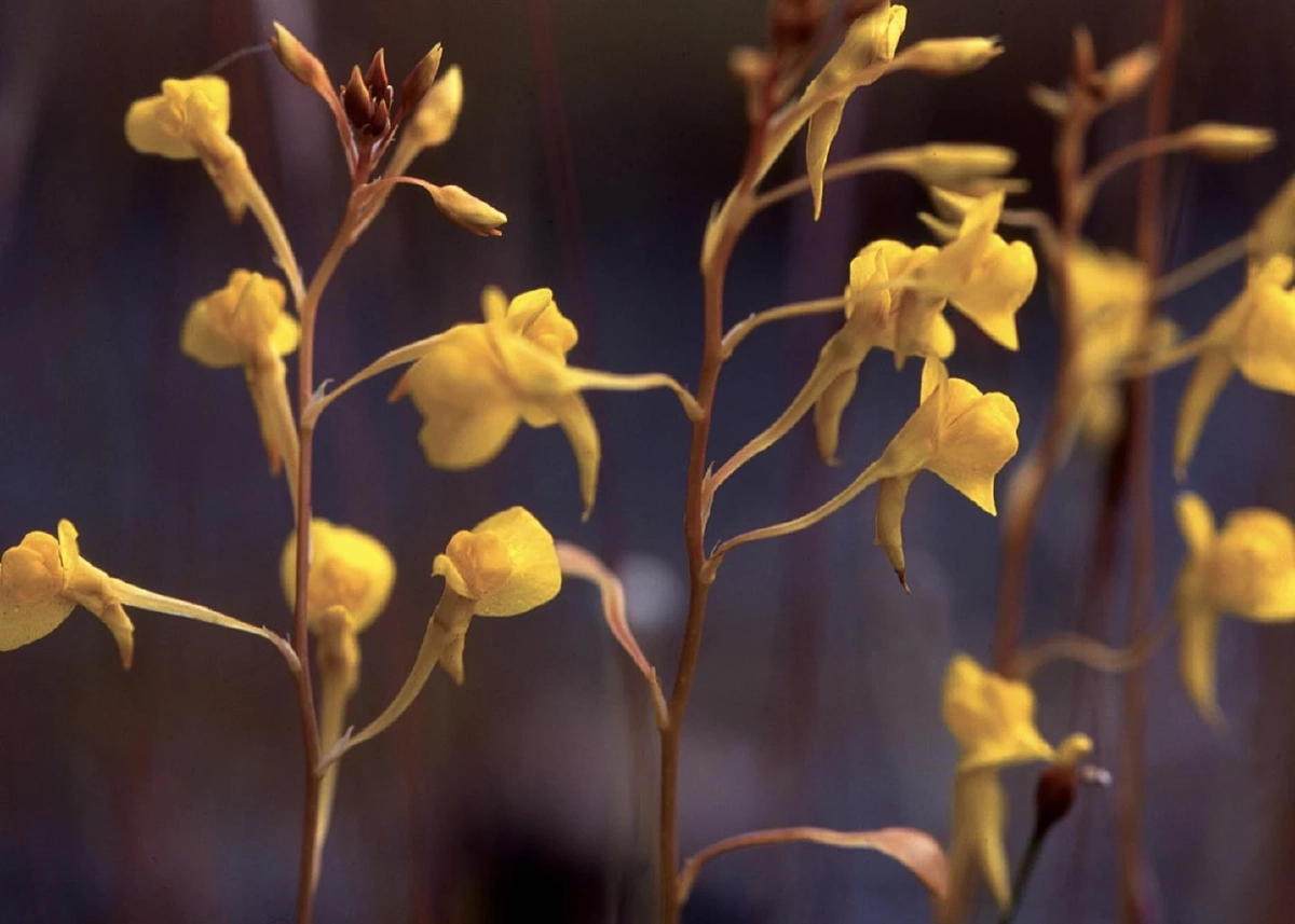 สร้อยสุวรรณา / ขอบคุณภาพ @สวนพฤกษศาสตร์สมเด็จพระนางเจ้าสิริกิติ์