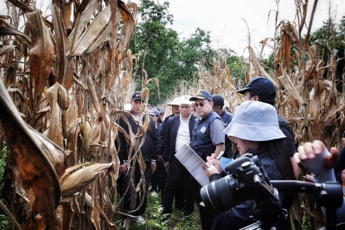 ลงพื้นที่ Crop Cutting เพชรบูรณ์ \"สศก.\"ยันหลักข้อมูลสถิติการเกษตรตรวจสอบได้
