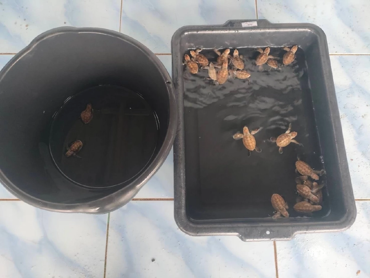 “ปิดฤดูกาลฟักไข่เต่ากระเกาะทะลุ รังสุดท้ายปี 2568 สะท้อนความสมบูรณ์ทะเลอ่าวไทย”