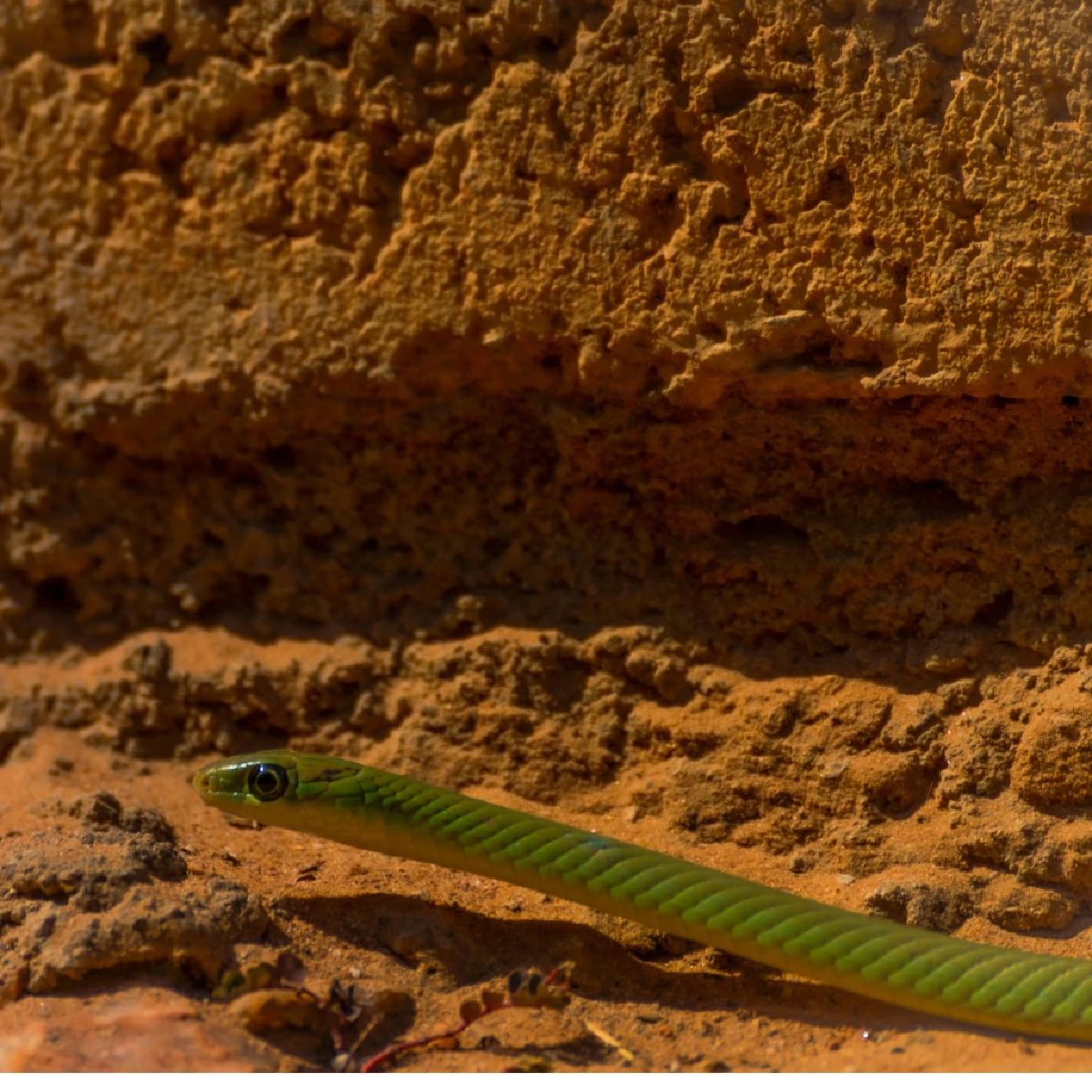 ไขความจริง “ต้นไม้ที่ดึงดูดงู” พร้อมแนวทางป้องกันงูเข้าบ้านอย่างได้ผล