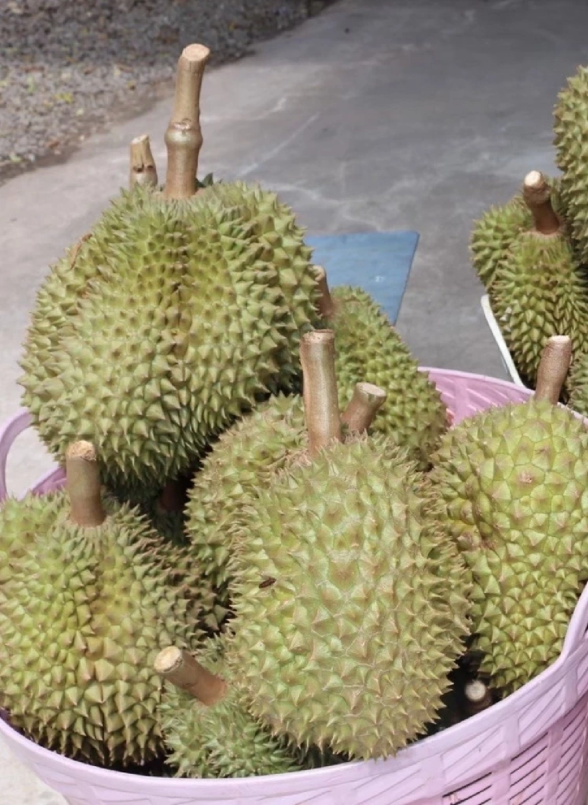 ทุเรียนหมอนทองเขาบรรทัด โกยรายได้ 4 หมื่นล้าน ครองแชมป์ GI ปี 68