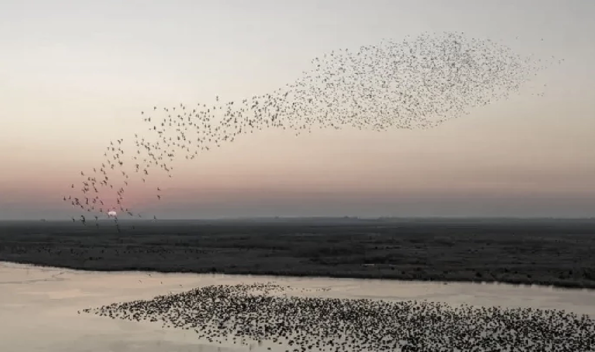 มหัศจรรย์! ฝูงนกอพยพนับพันรวมตัวเหนือน่านน้ำซงฮวา