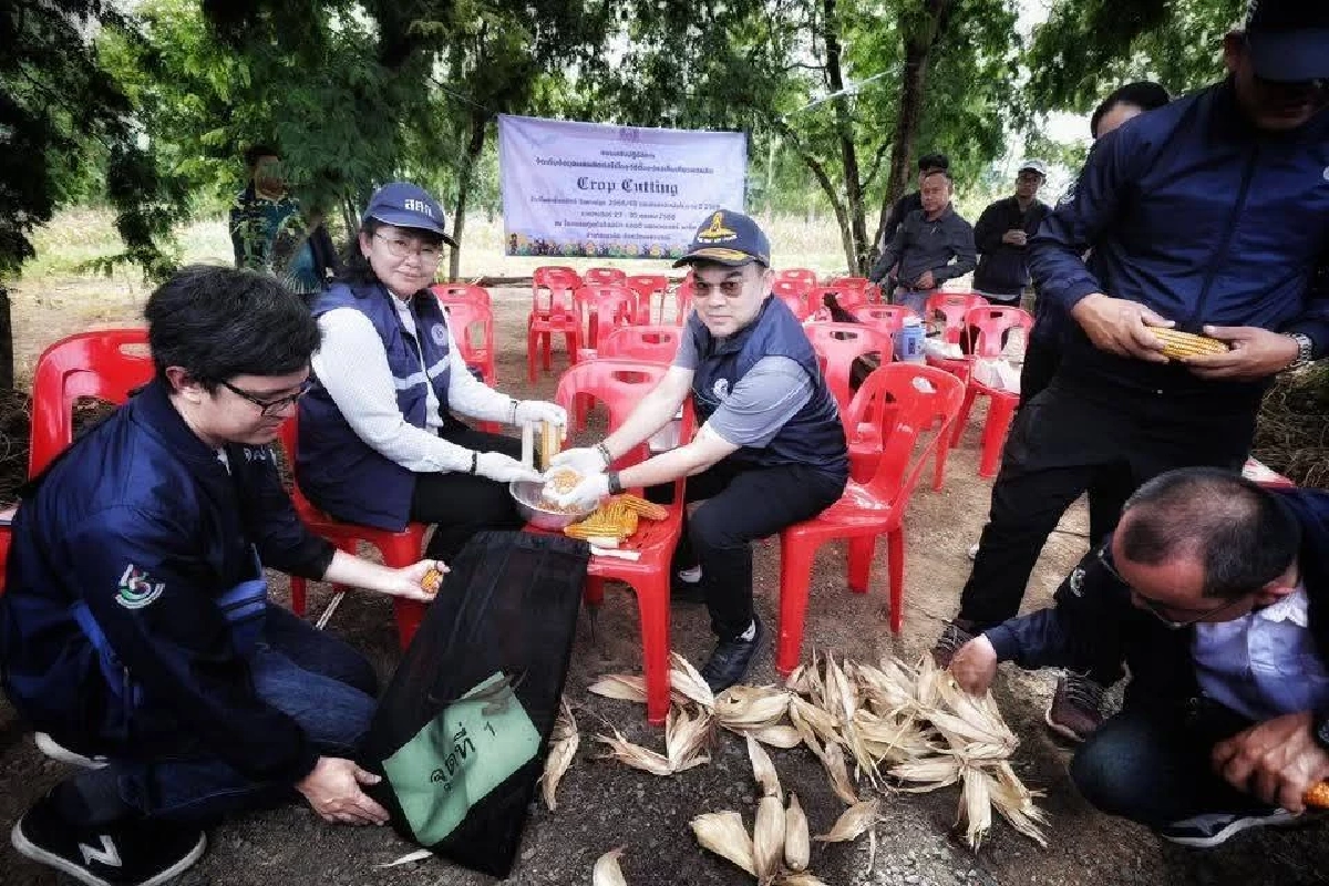 ลงพื้นที่ Crop Cutting เพชรบูรณ์ \"สศก.\"ยันหลักข้อมูลสถิติการเกษตรตรวจสอบได้