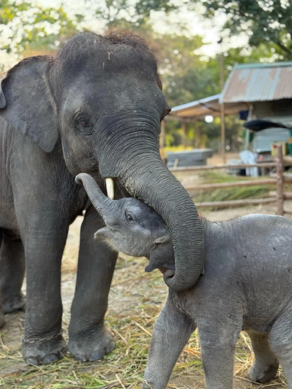 เศร้า \"น้องเมอร์รี่\" ลูกช้างแสนซน สู้ไม่ไหว กลับดาวกลางดึก