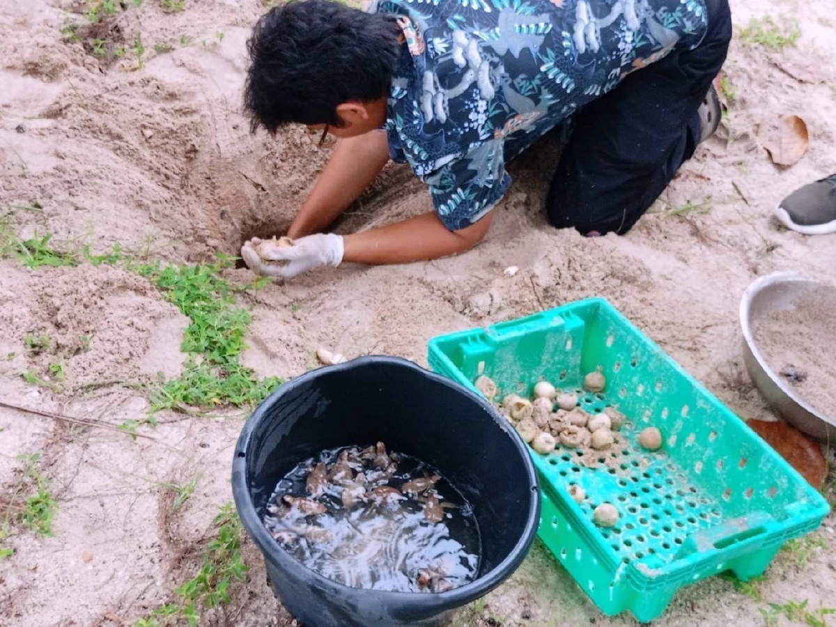 “ปิดฤดูกาลฟักไข่เต่ากระเกาะทะลุ รังสุดท้ายปี 2568 สะท้อนความสมบูรณ์ทะเลอ่าวไทย”