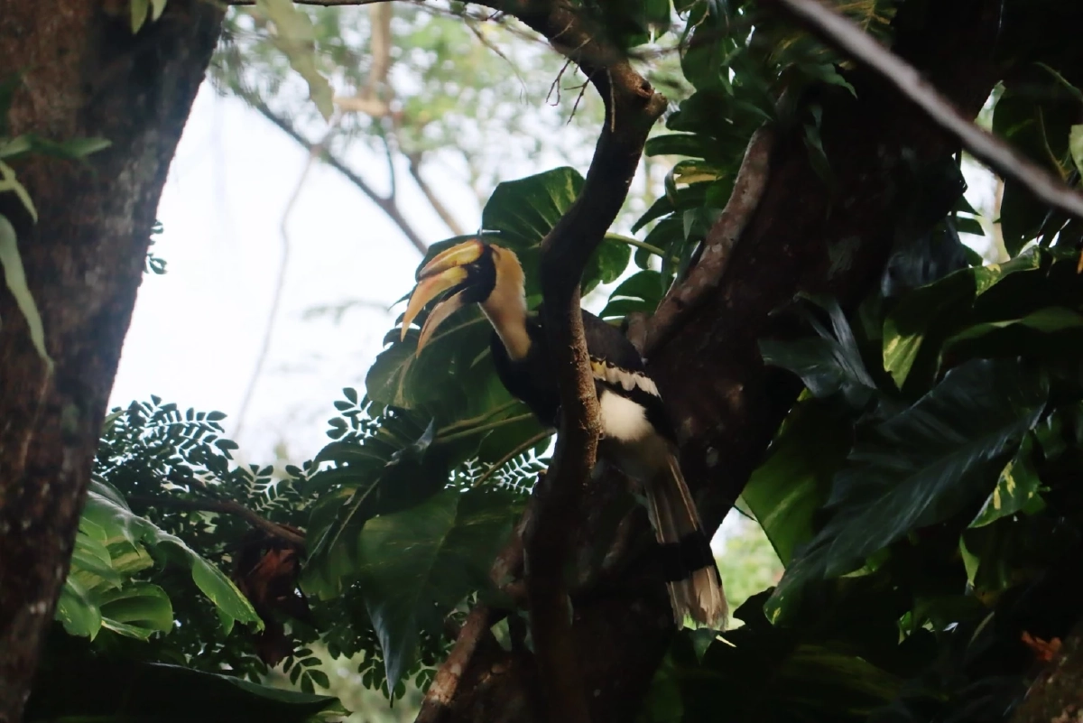 "นกกก" หรือ "นกกาฮัง" สัญลักษณ์แห่งรักแท้ของผืนป่าไทย