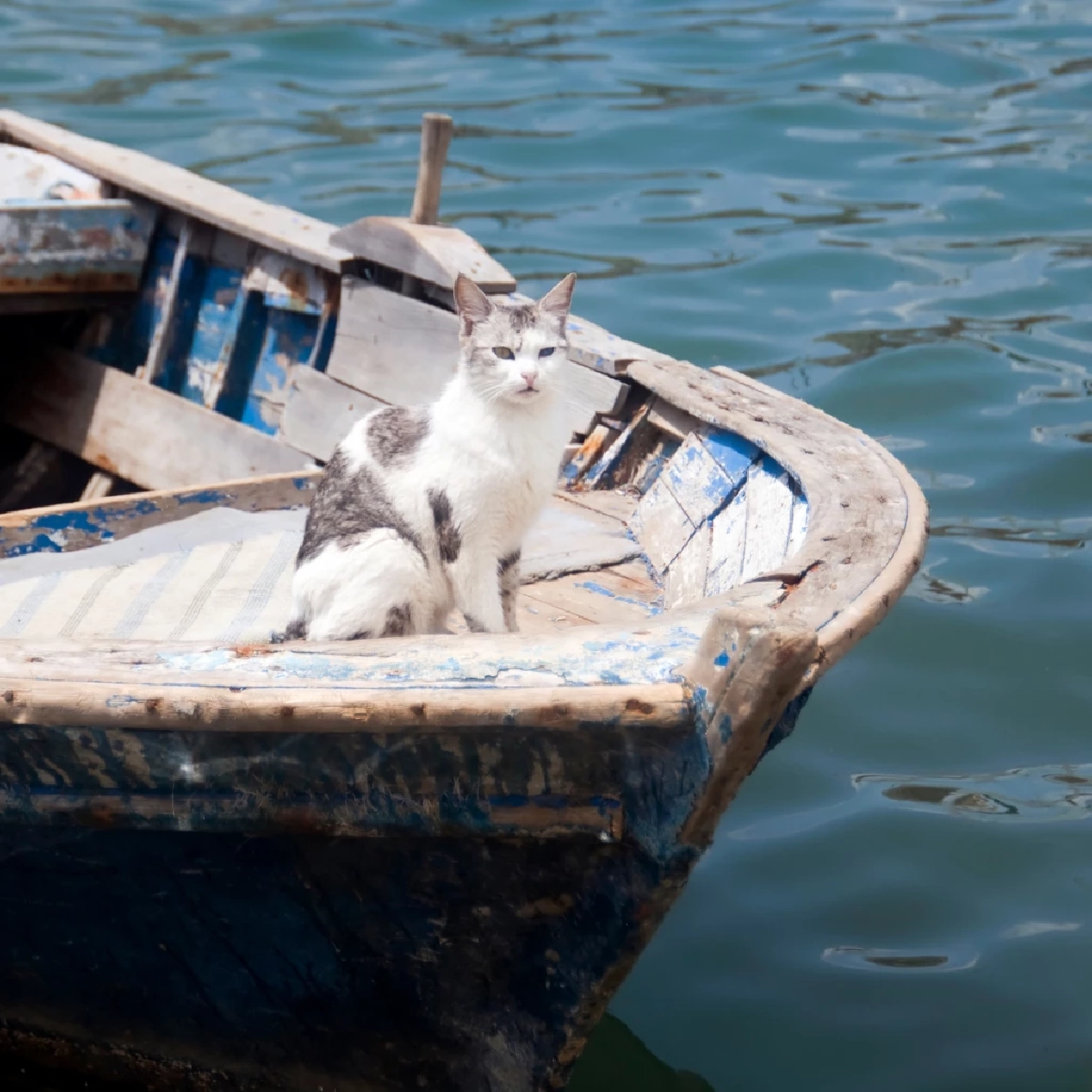 แมวประจำเรือ เครื่องมือพยากรณ์อากาศมีชีวิตของลูกเรือโบราณ