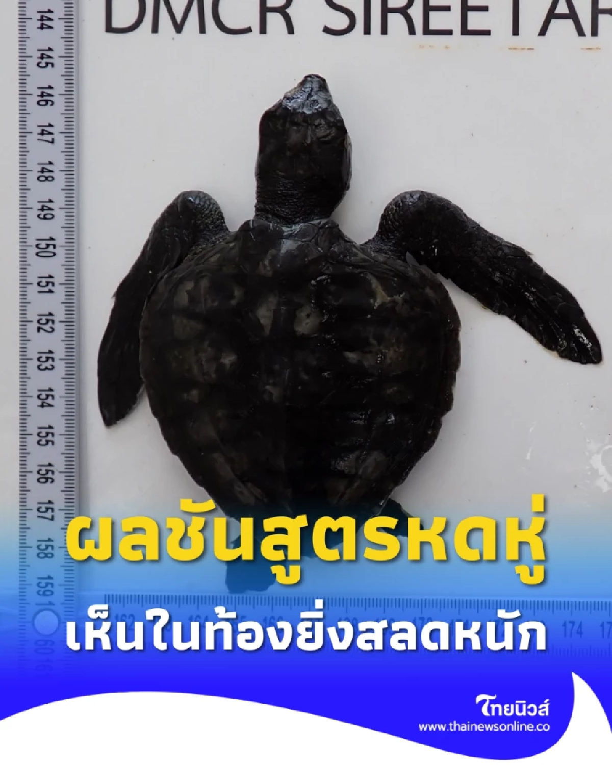 สลดหนัก ผลชันสูตรลูกเต่าหญ้า หาดกมลา ผ่าท้องดูหดหู่สุดใจ