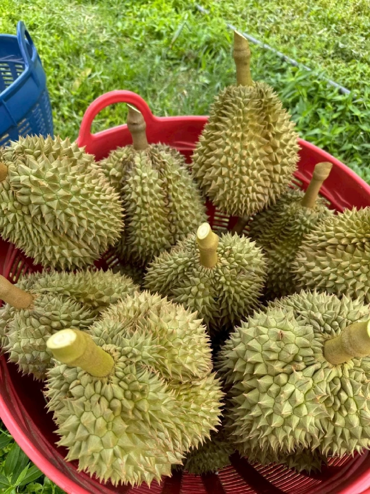 กรมทรัพย์สินทางปัญญา ดัน \"ทุเรียนชุมพร\" ขึ้นแท่น GI น้องใหม่