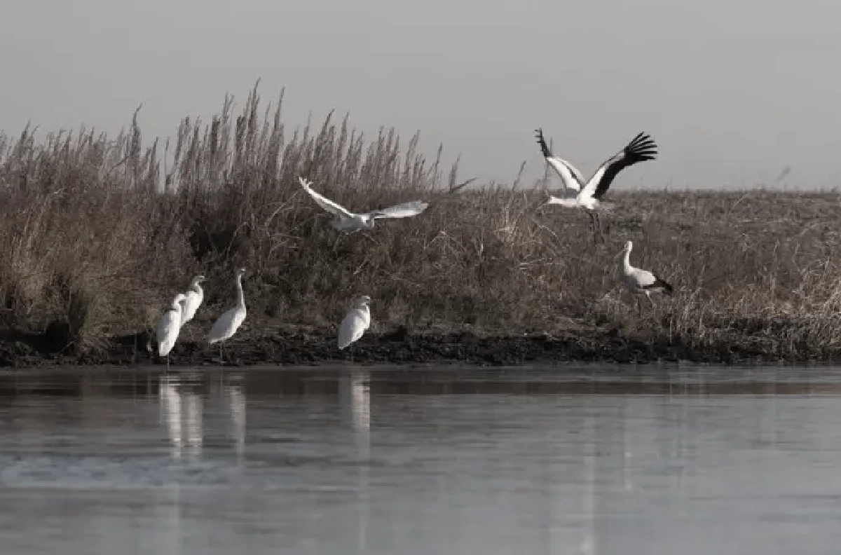 มหัศจรรย์! ฝูงนกอพยพนับพันรวมตัวเหนือน่านน้ำซงฮวา