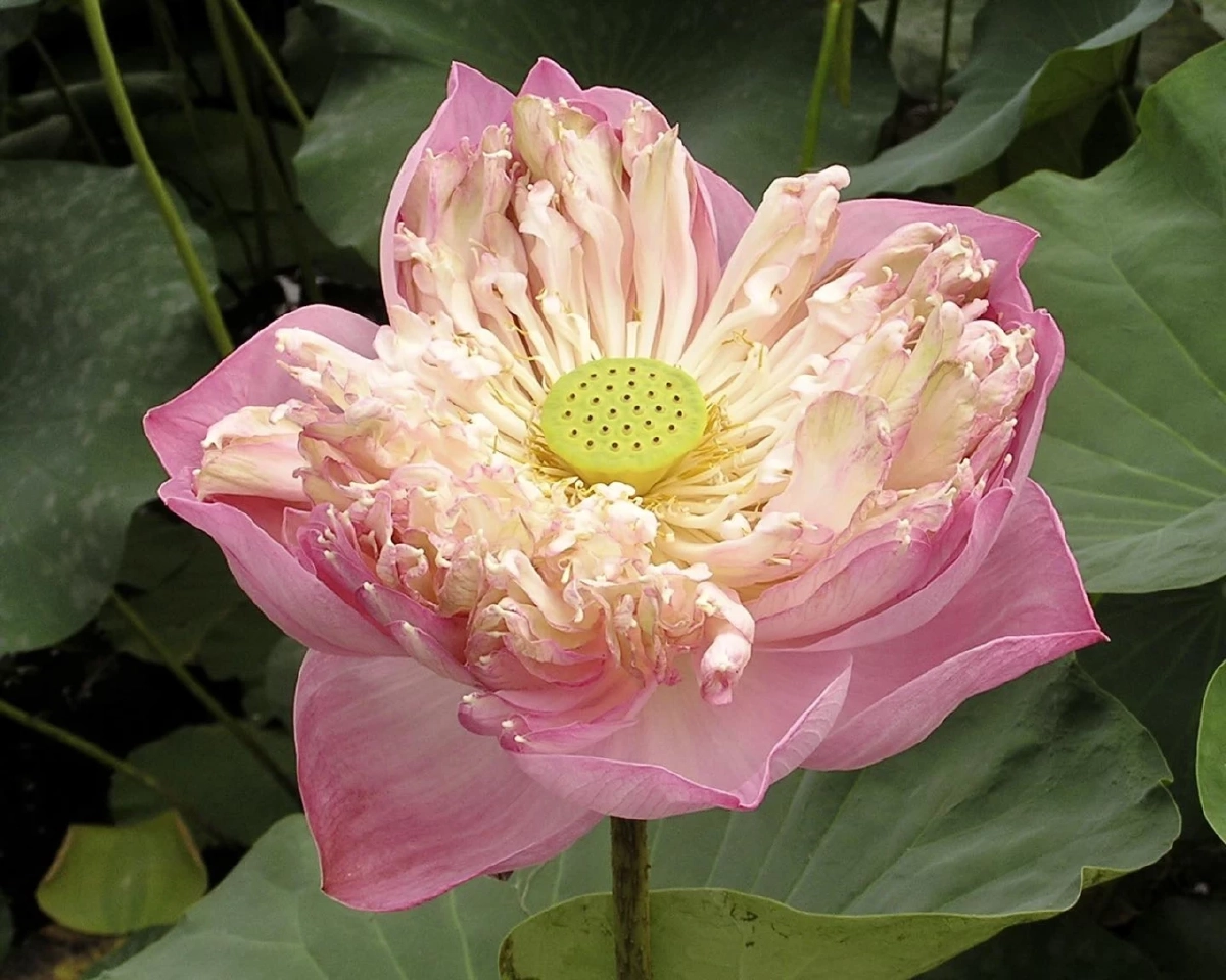 สัตตบงกช / ขอบคุณภาพ @สวนพฤกษศาสตร์สมเด็จพระนางเจ้าสิริกิติ์