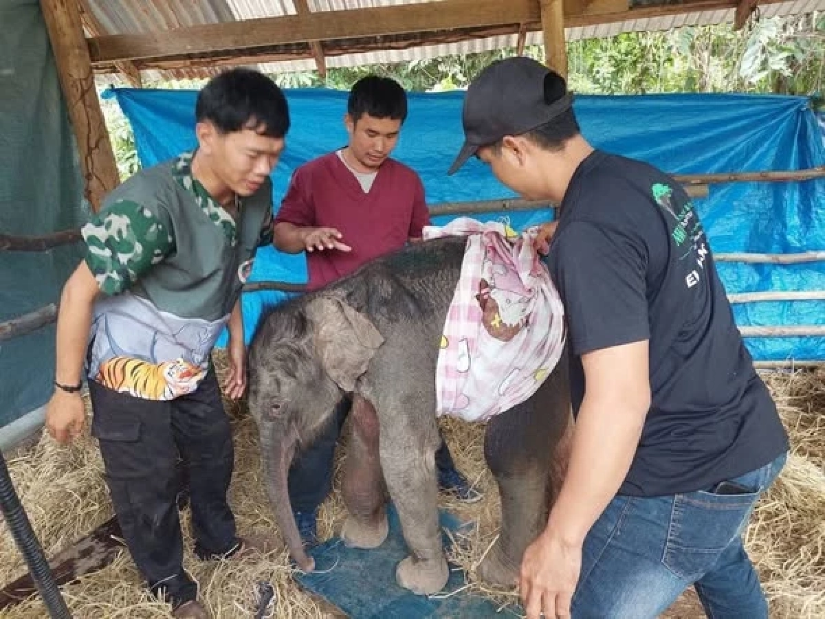 ลูกช้างป่าพลัดหลงฝูง พักฟื้นอยู่หน่วยพิทักษ์ป่าซับหวาย ล้มแล้ว