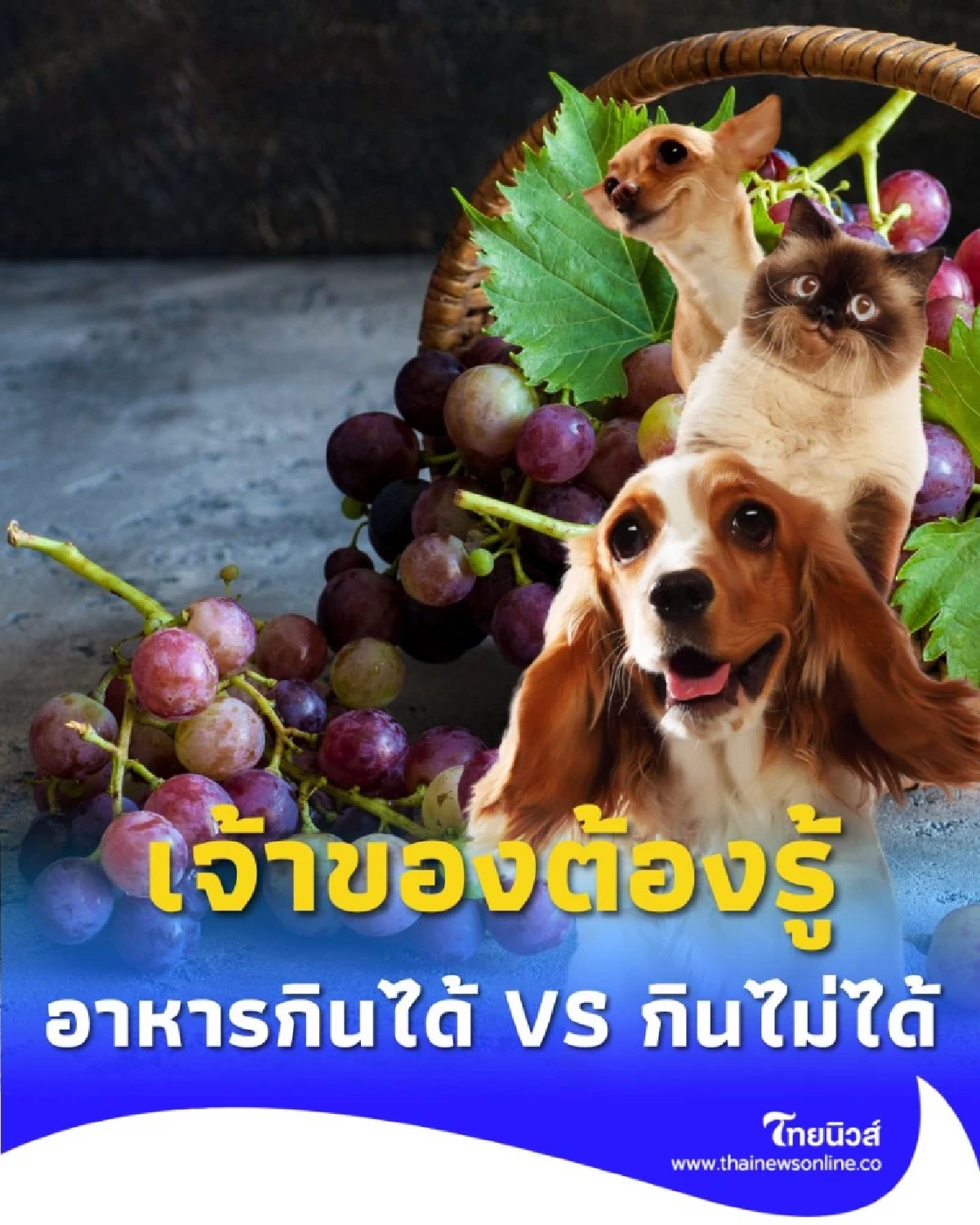 เช็กลิสต์ อาหารกินได้ VS กินไม่ได้ เจ้าของต้องรู้ ห้ามพลาดแม้แต่คำเดียว