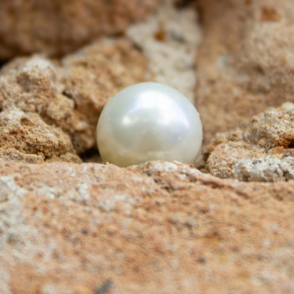 ไข่มุกเกิดจากอะไร เผยความลับธรรมชาติในตัวหอยมุก