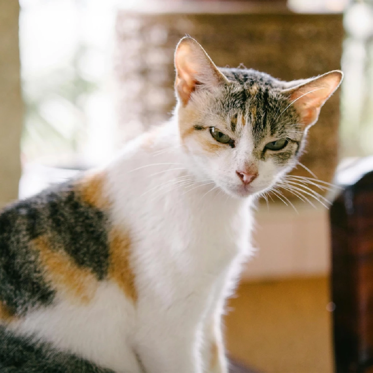 “สาเหตุที่แมวปลุกตอนเช้ามืด พร้อมวิธีแก้พฤติกรรมอย่างได้ผล”