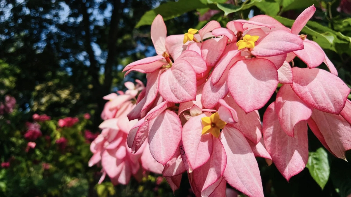 ดอนญ่าควีนสิริกิติ์ / ขอบคุณภาพ @สวนพฤกษศาสตร์สมเด็จพระนางเจ้าสิริกิติ์