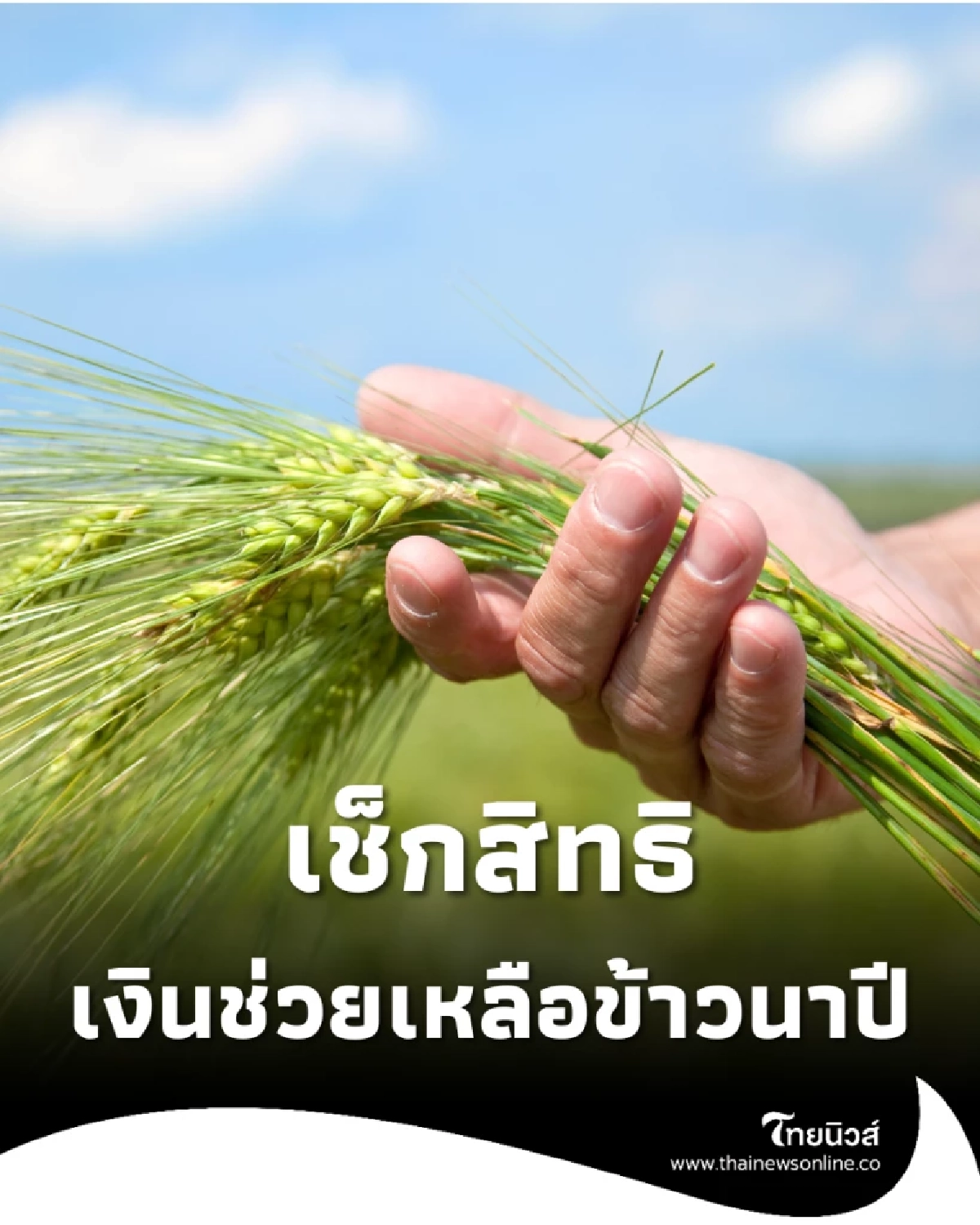 เกษตรกรรีบเช็ก! ขั้นตอนสำคัญก่อนพลาดสิทธิเงินช่วยเหลือข้าวนาปี