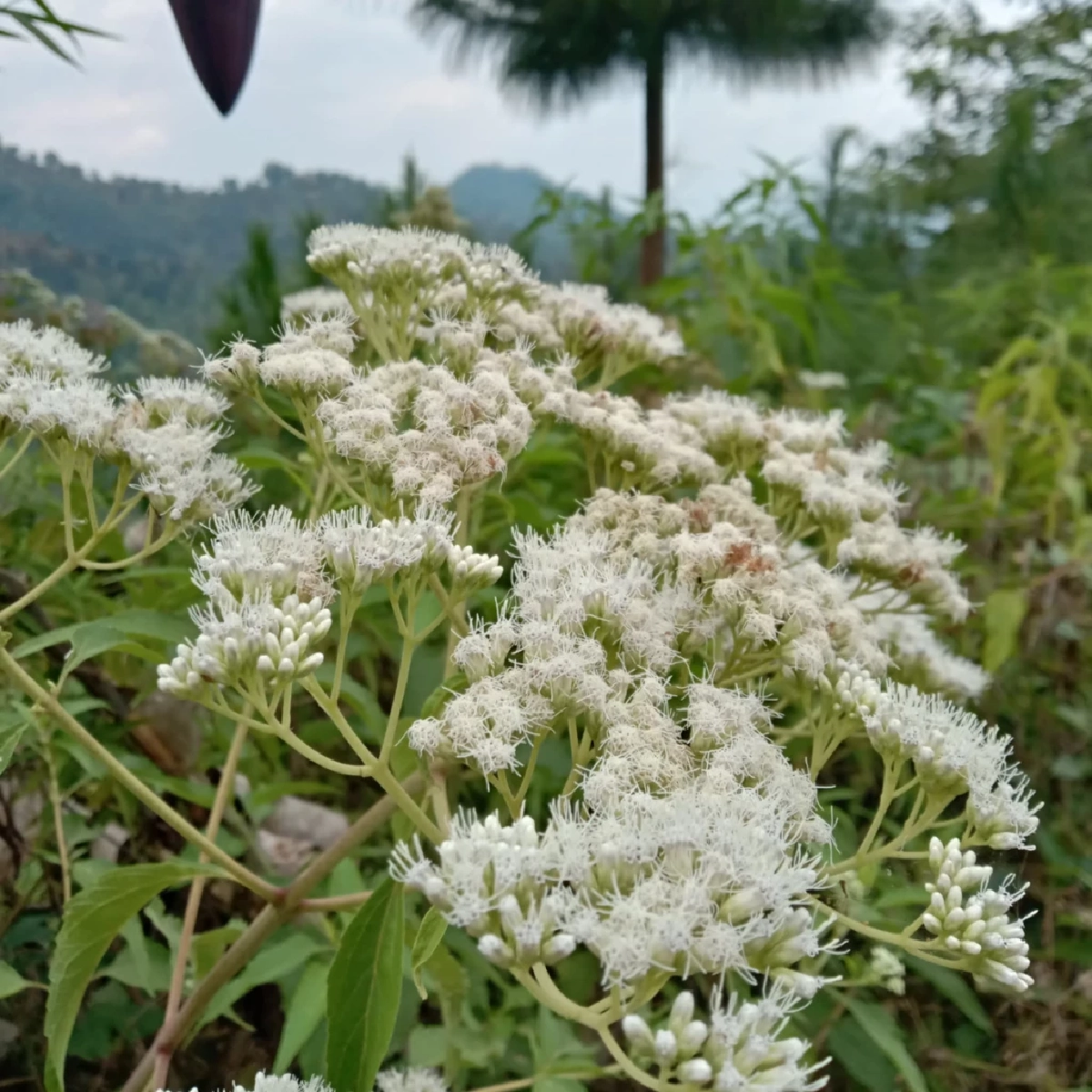 5 ต้นไม้ไล่จิ้งจกและตุ๊กแก วิธีธรรมชาติ ทำบ้านน่าอยู่ ไร้แขกกวนใจ