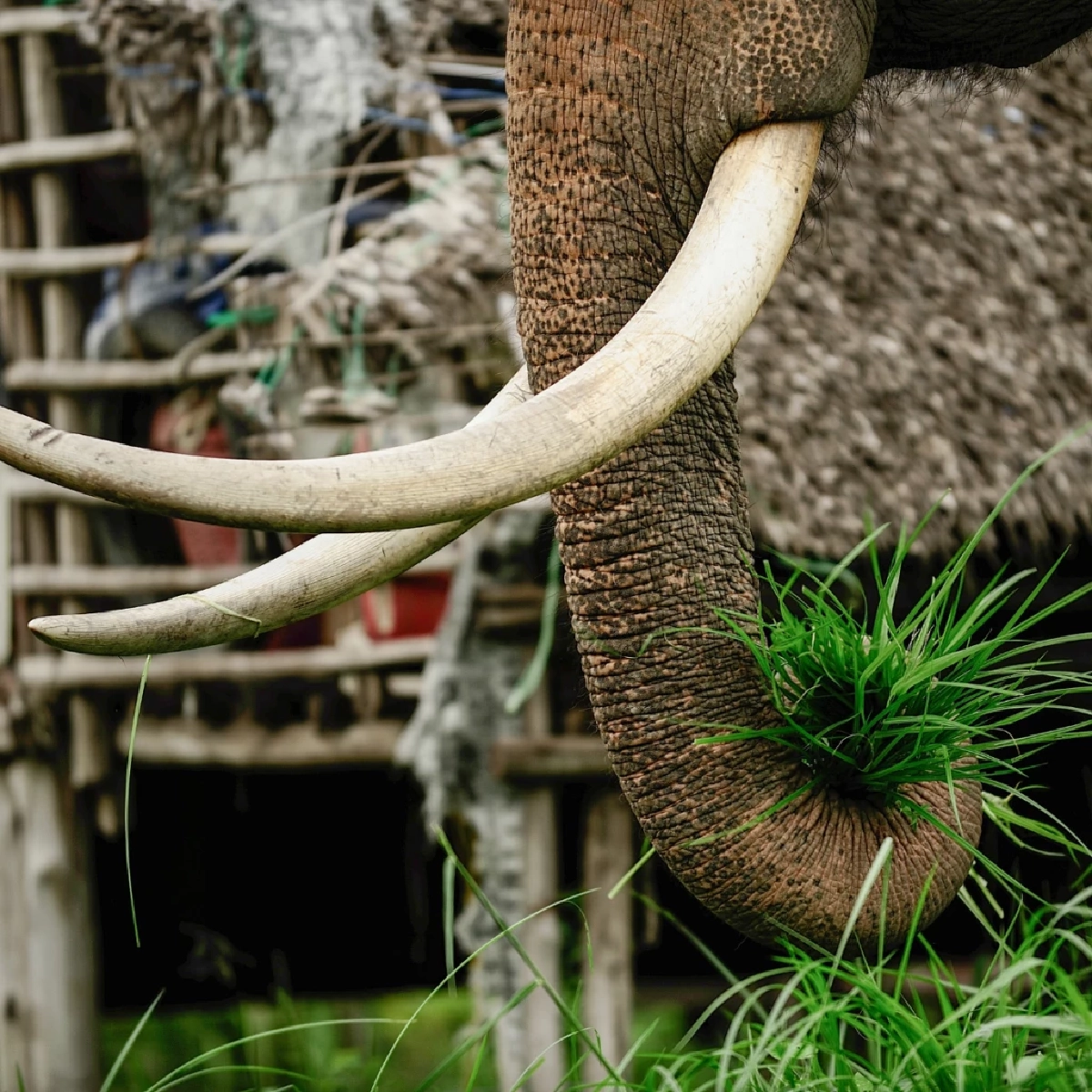 เผยความลับ &quot;งาช้าง&quot; ข้อเท็จจริงทางกายภาพ กฎหมาย และความเชื่อของช้างไทย