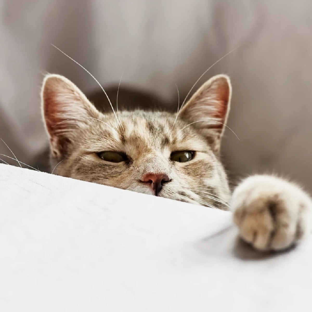 “สาเหตุที่แมวปลุกตอนเช้ามืด พร้อมวิธีแก้พฤติกรรมอย่างได้ผล”