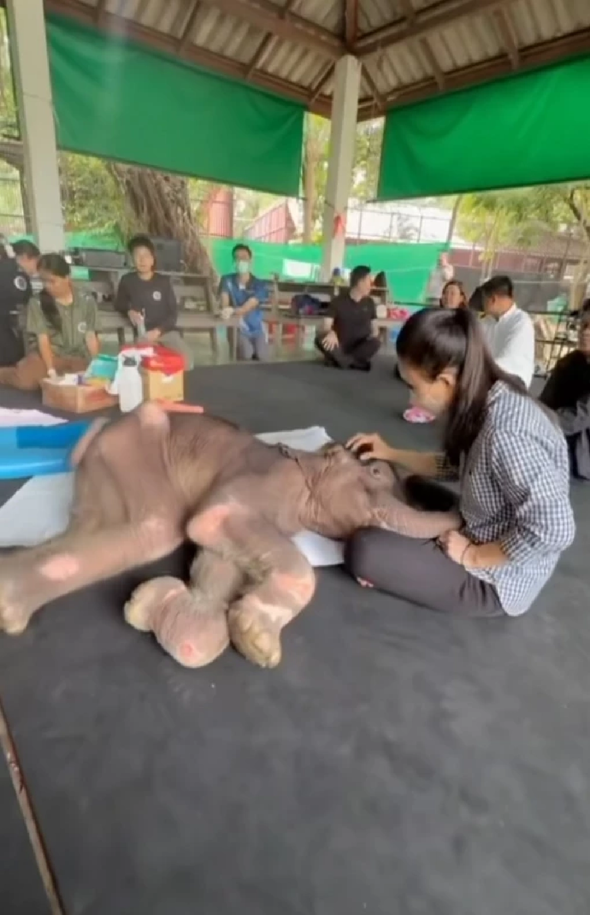 &quot;น้องข้าวต้ม&quot; ลูกช้างป่า สุขภาพดีขึ้น กินนมวันละ 4,000 ml.