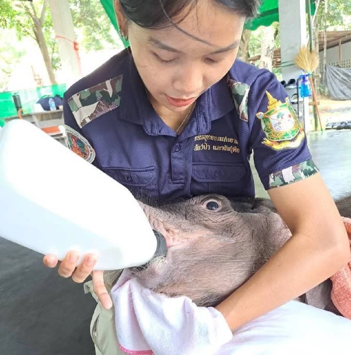 \"ข้าวต้ม\"ลูกช้างป่า เจอวิกฤตน้ำตาลตก อาการน่าเป็นห่วง