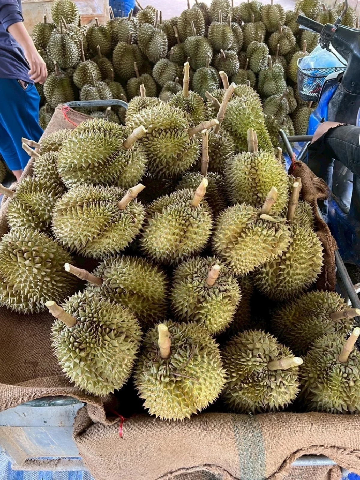 กรมทรัพย์สินทางปัญญา ดัน \"ทุเรียนชุมพร\" ขึ้นแท่น GI น้องใหม่